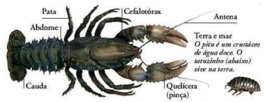 crustaceo2.jpg